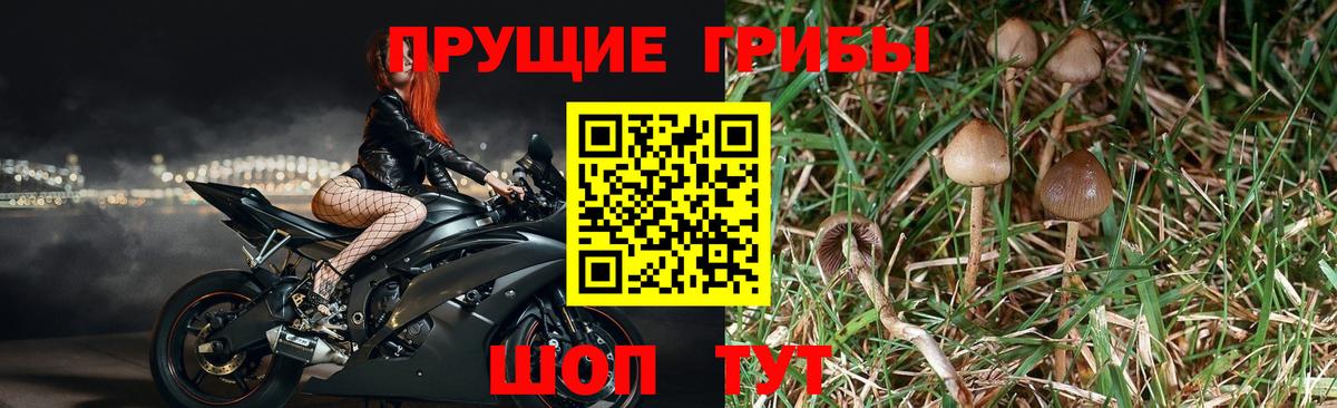 Галлюциногенные грибы Magic Shrooms Брянск